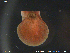  ( - KaSu01)  @11 [ ] CreativeCommons - Attribution Non-Commercial Share-Alike (2018) NTNU University Museum, Department of Natural History NTNU University Museum, Department of Natural History
