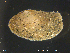  ( - LyNo01)  @11 [ ] CreativeCommons - Attribution Non-Commercial Share-Alike (2018) NTNU University Museum, Department of Natural History NTNU University Museum, Department of Natural History