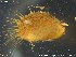  ( - MoPh01)  @11 [ ] CreativeCommons - Attribution Non-Commercial Share-Alike (2018) NTNU University Museum, Department of Natural History NTNU University Museum, Department of Natural History