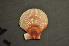  ( - NaSk10)  @11 [ ] Creative Commons  Attribution Non-Commercial Share-Alike (2019) NTNU University Museum, Department of Natural History NTNU University Museum, Department of Natural History
