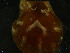  ( - NaSk27)  @11 [ ] Creative Commons  Attribution Non-Commercial Share-Alike (2019) NTNU University Museum, Department of Natural History NTNU University Museum, Department of Natural History