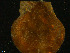  ( - NaSk43)  @11 [ ] Creative Commons  Attribution Non-Commercial Share-Alike (2019) NTNU University Museum, Department of Natural History NTNU University Museum, Department of Natural History