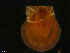  ( - NaSk45)  @11 [ ] Creative Commons  Attribution Non-Commercial Share-Alike (2019) NTNU University Museum, Department of Natural History NTNU University Museum, Department of Natural History