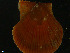  ( - NaSk6)  @11 [ ] Creative Commons  Attribution Non-Commercial Share-Alike (2019) NTNU University Museum, Department of Natural History NTNU University Museum, Department of Natural History