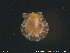  ( - PaIn02)  @11 [ ] CreativeCommons - Attribution Non-Commercial Share-Alike (2018) NTNU University Museum, Department of Natural History NTNU University Museum, Department of Natural History