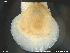  ( - PaIn03)  @11 [ ] CreativeCommons - Attribution Non-Commercial Share-Alike (2018) NTNU University Museum, Department of Natural History NTNU University Museum, Department of Natural History