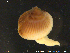  ( - PaPi01)  @11 [ ] CreativeCommons - Attribution Non-Commercial Share-Alike (2018) NTNU University Museum, Department of Natural History NTNU University Museum, Department of Natural History