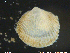  ( - PaSc01)  @11 [ ] CreativeCommons - Attribution Non-Commercial Share-Alike (2018) NTNU University Museum, Department of Natural History NTNU University Museum, Department of Natural History