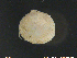  ( - PaSc02)  @11 [ ] CreativeCommons - Attribution Non-Commercial Share-Alike (2018) NTNU University Museum, Department of Natural History NTNU University Museum, Department of Natural History