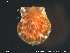  ( - PaSt01)  @11 [ ] CreativeCommons - Attribution Non-Commercial Share-Alike (2018) NTNU University Museum, Department of Natural History NTNU University Museum, Department of Natural History