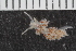  (Facelina auriculata - Sletvik2016_02)  @11 [ ] CreativeCommons - Attribution Non-Commercial Share-Alike (2017) University of Bergen Natural History Collections