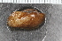  (Asperarca - Sletvik2016_37)  @11 [ ] CreativeCommons - Attribution Non-Commercial Share-Alike (2017) University of Bergen Natural History Collections