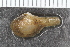  ( - Sletvik2016_38)  @11 [ ] CreativeCommons - Attribution Non-Commercial Share-Alike (2017) University of Bergen Natural History Collections