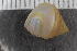  (Calliostoma occidentale - Sletvik2016_60)  @11 [ ] CreativeCommons - Attribution Non-Commercial Share-Alike (2017) University of Bergen Natural History Collections