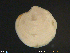  ( - ThSa01)  @11 [ ] CreativeCommons - Attribution Non-Commercial Share-Alike (2018) NTNU University Museum, Department of Natural History NTNU University Museum, Department of Natural History