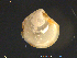 (Parathyasira - Thy03)  @11 [ ] CreativeCommons - Attribution Non-Commercial Share-Alike (2018) NTNU University Museum, Department of Natural History NTNU University Museum, Department of Natural History
