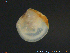  ( - NTNU-VM-203556)  @11 [ ] CreativeCommons - Attribution Non-Commercial Share-Alike (2018) NTNU University Museum, Department of Natural History NTNU University Museum, Department of Natural History