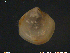  ( - Thy06)  @11 [ ] CreativeCommons - Attribution Non-Commercial Share-Alike (2018) NTNU University Museum, Department of Natural History NTNU University Museum, Department of Natural History