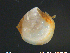  ( - Thy08)  @11 [ ] CreativeCommons - Attribution Non-Commercial Share-Alike (2018) NTNU University Museum, Department of Natural History NTNU University Museum, Department of Natural History