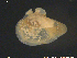  ( - TrAb02)  @11 [ ] CreativeCommons - Attribution Non-Commercial Share-Alike (2018) NTNU University Museum, Department of Natural History NTNU University Museum, Department of Natural History