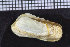  ( - ZMBN_106076)  @11 [ ] CreativeCommons - Attribution Non-Commercial Share-Alike (2015) University of Bergen University of Bergen, Natural History Collections
