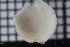  ( - ZMBN_106081)  @11 [ ] CreativeCommons - Attribution Non-Commercial Share-Alike (2015) University of Bergen University of Bergen, Natural History Collections