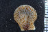  ( - ZMBN_106082)  @11 [ ] CreativeCommons - Attribution Non-Commercial Share-Alike (2015) University of Bergen University of Bergen, Natural History Collections