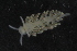  ( - ZMBN_106133)  @14 [ ] CreativeCommons - Attribution Non-Commercial Share-Alike (2015) University of Bergen University of Bergen, Natural History Collections