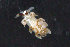  (Favorinus - ZMBN_106144)  @14 [ ] CreativeCommons - Attribution Non-Commercial Share-Alike (2015) University of Bergen University of Bergen, Natural History Collections