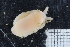  (Berthella sideralis - ZMBN_106149)  @11 [ ] CreativeCommons - Attribution Non-Commercial Share-Alike (2015) University of Bergen University of Bergen, Natural History Collections