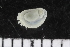  (Onchidiinae - ZMBN_106150)  @11 [ ] CreativeCommons - Attribution Non-Commercial Share-Alike (2015) University of Bergen University of Bergen, Natural History Collections
