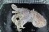  ( - ZMBN_106155)  @11 [ ] CreativeCommons - Attribution Non-Commercial Share-Alike (2015) University of Bergen University of Bergen, Natural History Collections