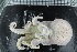  ( - ZMBN_106155)  @11 [ ] CreativeCommons - Attribution Non-Commercial Share-Alike (2015) University of Bergen University of Bergen, Natural History Collections