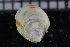  ( - ZMBN_106394)  @11 [ ] CreativeCommons - Attribution Non-Commercial Share-Alike (2017) University of Bergen Natural History Collections