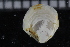  ( - ZMBN_106394)  @11 [ ] CreativeCommons - Attribution Non-Commercial Share-Alike (2017) University of Bergen Natural History Collections
