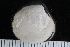  ( - ZMBN_123794)  @11 [ ] CreativeCommons - Attribution Non-Commercial Share-Alike (2018) University of Bergen Natural History Collections