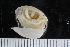  ( - ZMBN_123795)  @11 [ ] CreativeCommons - Attribution Non-Commercial Share-Alike (2018) University of Bergen Natural History Collections