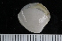  ( - ZMBN_123795)  @11 [ ] CreativeCommons - Attribution Non-Commercial Share-Alike (2018) University of Bergen Natural History Collections