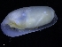  ( - ZMBN_123806)  @11 [ ] CreativeCommons - Attribution Non-Commercial Share-Alike (2018) University of Bergen Natural History Collections