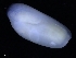  ( - ZMBN_123806)  @11 [ ] CreativeCommons - Attribution Non-Commercial Share-Alike (2018) University of Bergen Natural History Collections