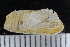  ( - ZMBN_123808)  @11 [ ] CreativeCommons - Attribution Non-Commercial Share-Alike (2018) University of Bergen Natural History Collections