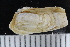  ( - ZMBN_123808)  @11 [ ] CreativeCommons - Attribution Non-Commercial Share-Alike (2018) University of Bergen Natural History Collections