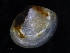  ( - ZMBN_123813)  @11 [ ] CreativeCommons - Attribution Non-Commercial Share-Alike (2018) University of Bergen Natural History Collections