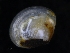  ( - ZMBN_123813)  @11 [ ] CreativeCommons - Attribution Non-Commercial Share-Alike (2018) University of Bergen Natural History Collections
