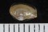  ( - ZMBN_123821)  @11 [ ] CreativeCommons - Attribution Non-Commercial Share-Alike (2018) University of Bergen Natural History Collections