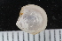  ( - ZMBN_123823)  @11 [ ] CreativeCommons - Attribution Non-Commercial Share-Alike (2018) University of Bergen Natural History Collections
