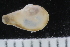  ( - ZMBN_123825)  @11 [ ] CreativeCommons - Attribution Non-Commercial Share-Alike (2018) University of Bergen Natural History Collections