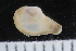  ( - ZMBN_123825)  @11 [ ] CreativeCommons - Attribution Non-Commercial Share-Alike (2018) University of Bergen Natural History Collections