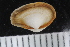  ( - ZMBN_123846)  @11 [ ] CreativeCommons - Attribution Non-Commercial Share-Alike (2018) University of Bergen Natural History Collections