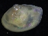  ( - ZMBN_123869)  @11 [ ] CreativeCommons - Attribution Non-Commercial Share-Alike (2018) University of Bergen Natural History Collections